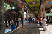 The temple elephant of Kumbheshvara temple of Kumbakonam, Tamil Nadu.   
